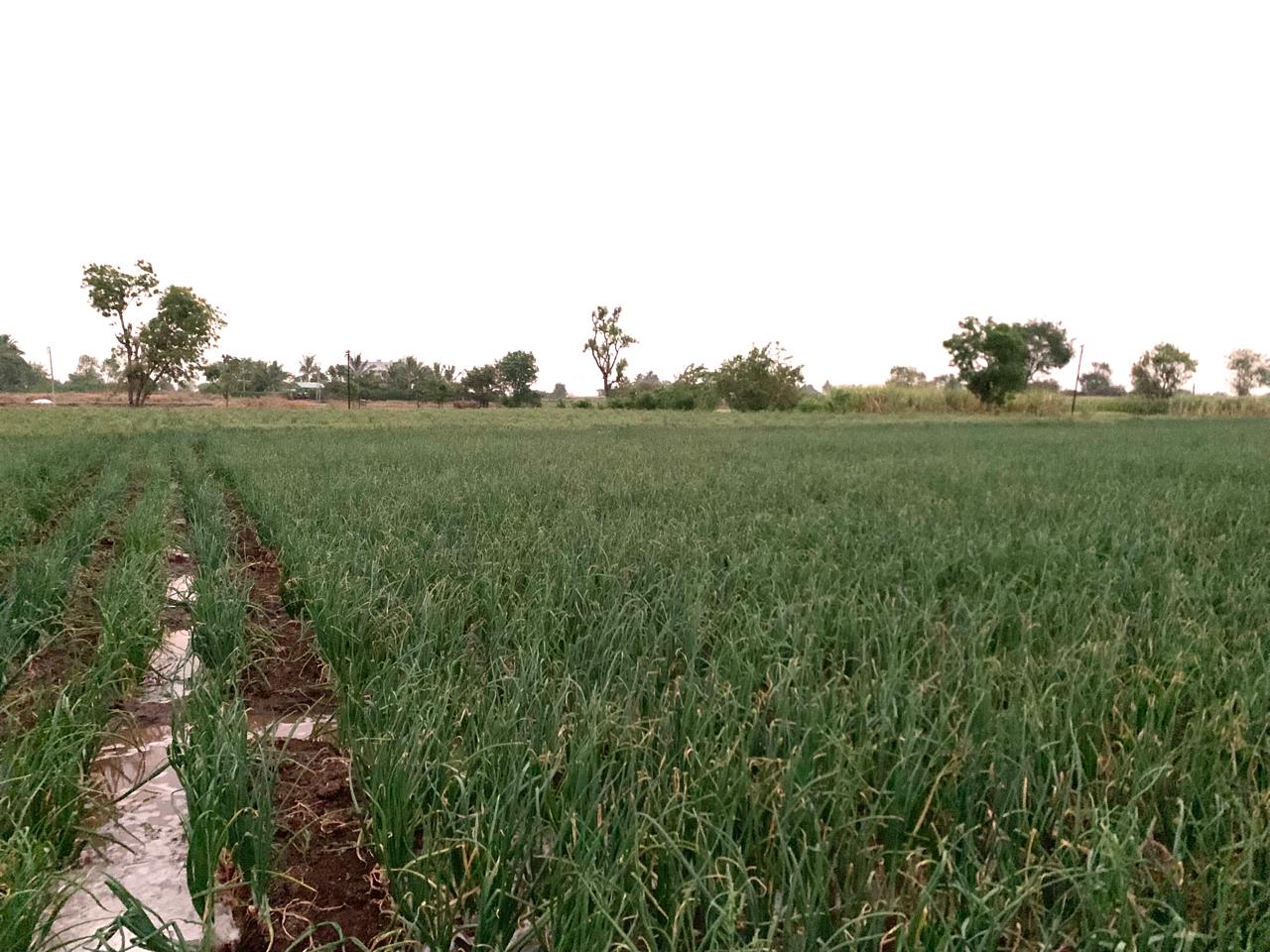 Agriculture fields