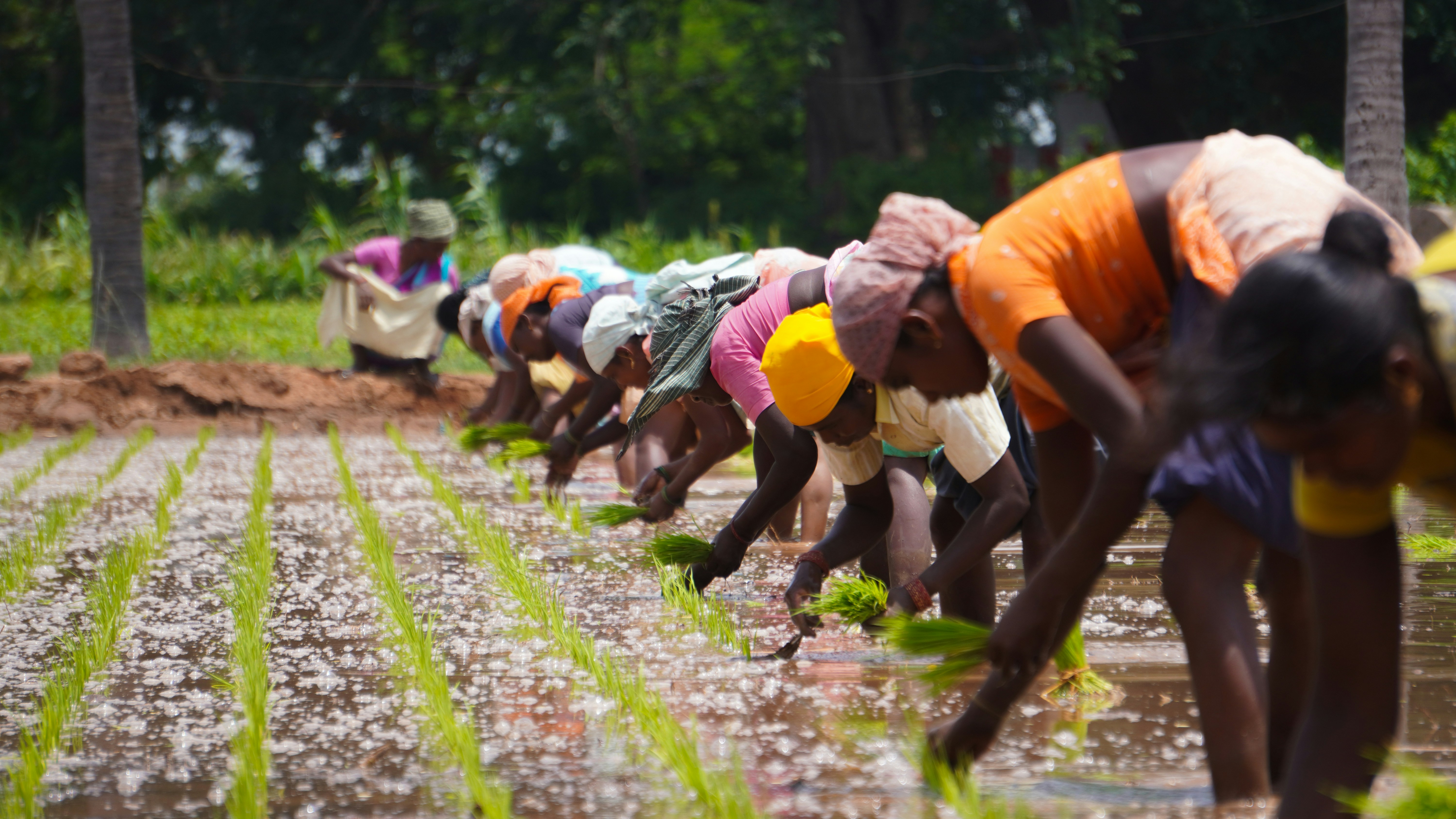Agricultural Labourer
